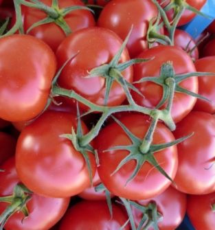Pomidory z tradycyjnej uprawy