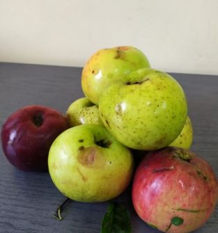 Jabłka - stare tradycyjne odmiany