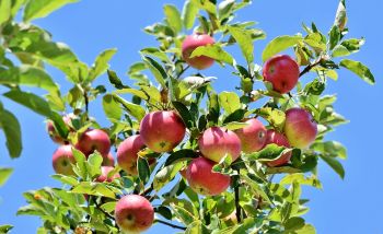 Jabłka - szereg odmian