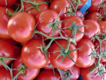 Pomidory z tradycyjnej uprawy