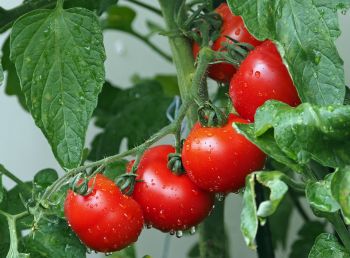 Pomidory - sezonowo