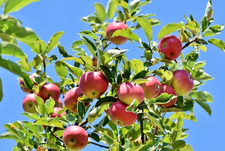 Jabłka - szereg odmian