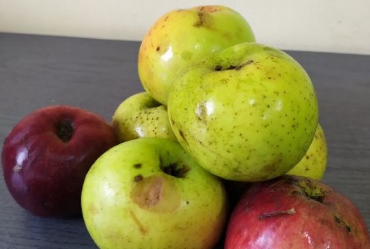 Jabłka - stare tradycyjne odmiany